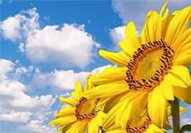 11月份中國(guó)從阿根廷進(jìn)口的大豆數(shù)量激增，受益于大豆美元政策