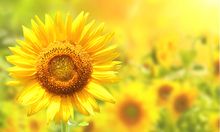 美國(guó)農(nóng)業(yè)部：大豆播種進(jìn)度為9%，高于歷史同期均值