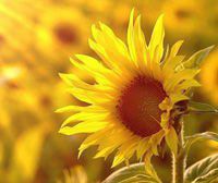 2023年5月份全國(guó)工業(yè)飼料產(chǎn)量2664萬(wàn)噸，環(huán)比增3.1%，同比增10.5%