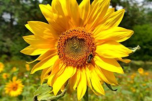 全國雞蛋平均價格11.18元/公斤，同比下跌12.9%