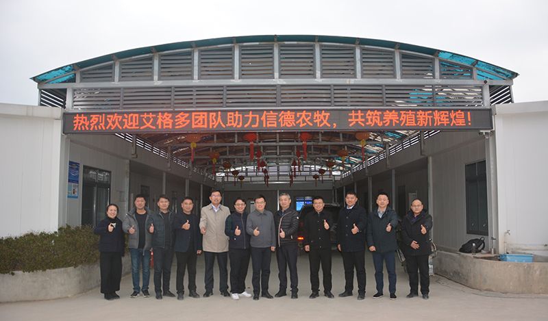 艾格多集團助力信德農(nóng)牧，共推蛋雞養(yǎng)殖智慧化新篇章